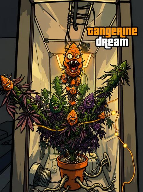 Tangerine Dream. Week 16