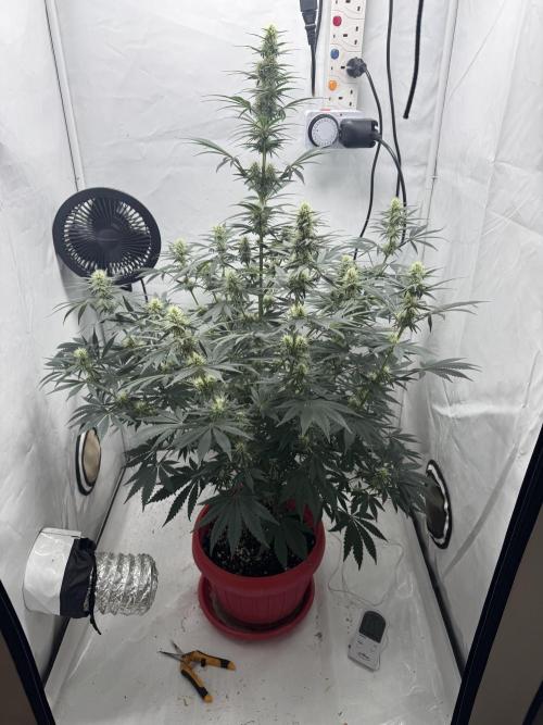 Sleepy Joe - Ursola. Week 9
