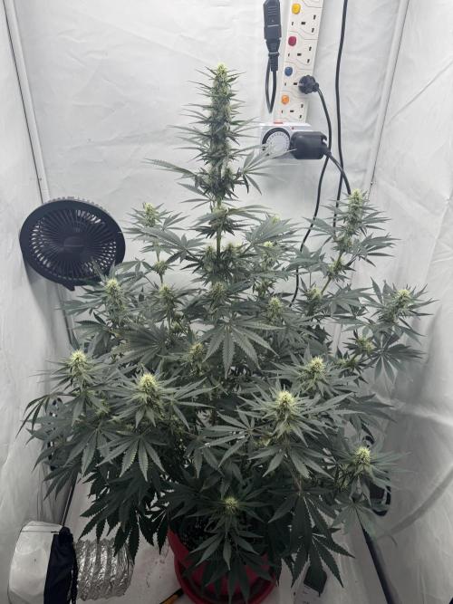 Sleepy Joe. Week 9
