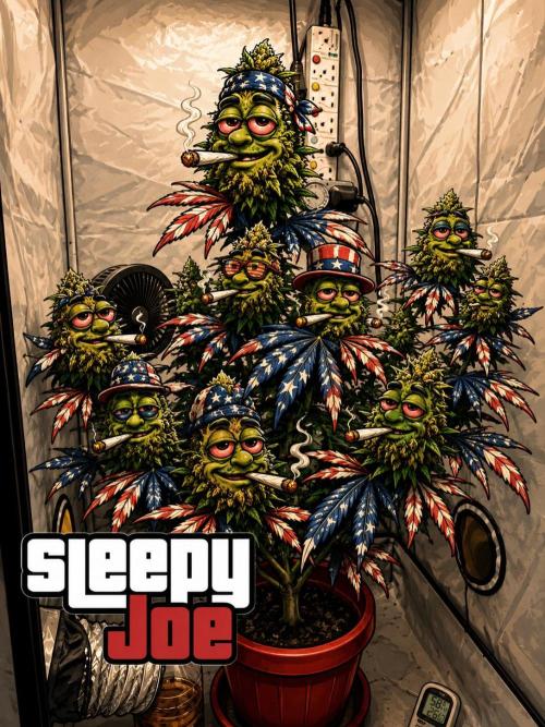 Sleepy Joe - Ursola. Week 13