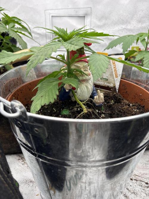 Fyko16. Week 3 - 🏻🥦