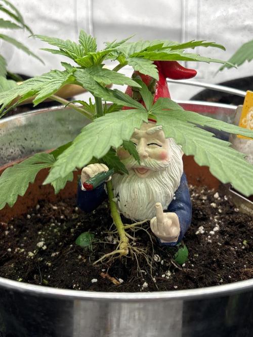 Fyko16. Week 3 - 🏻🥦