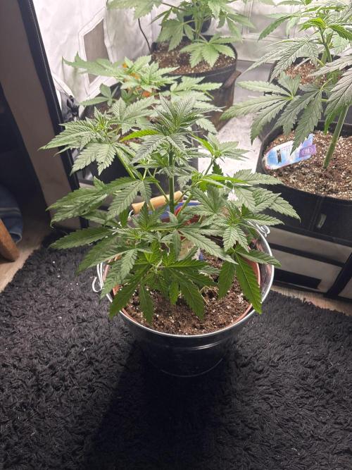 Fyko16. Week 4 - 🏻🥦