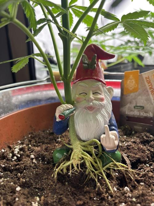 Fyko16. Week 4 - 🏻🥦