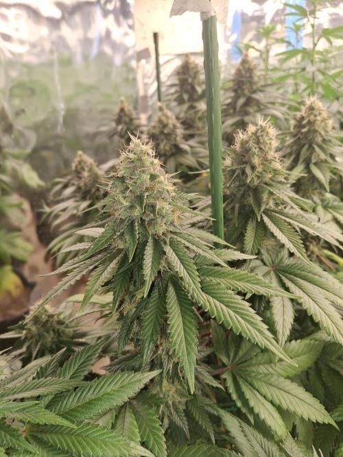 F1 Thin Mint frosting. Week 7