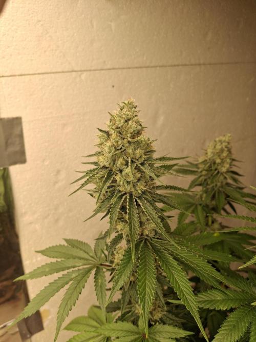 F1 Thin Mint frosting. Week 7