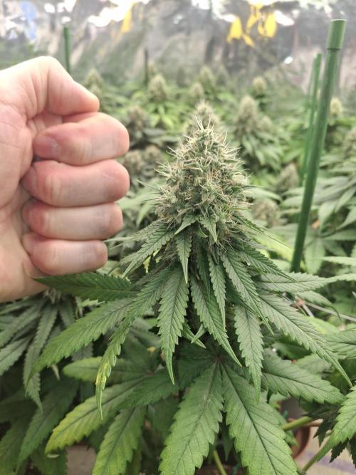 F1 Thin Mint frosting. Week 7