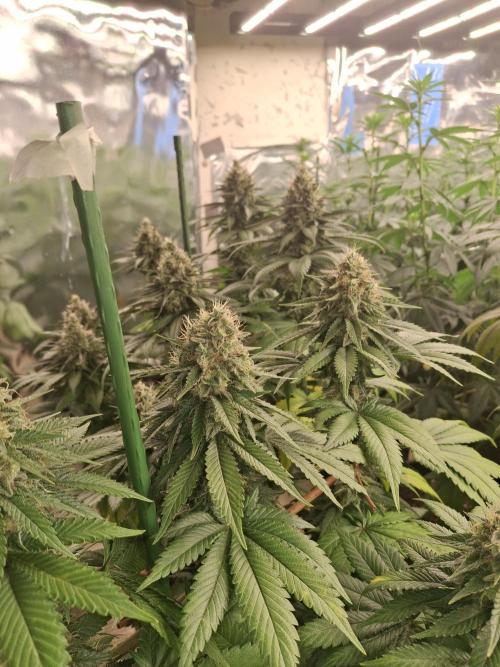 F1 Thin Mint frosting. Week 7