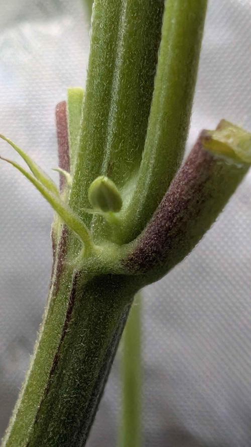 The old man and the ocean. Week 6 - RI