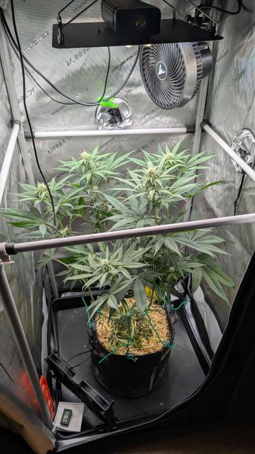 The old man and the ocean. Week 6