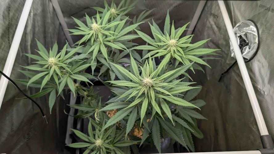 The old man and the ocean. Week 6