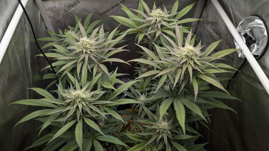 The old man and the ocean. Week 7