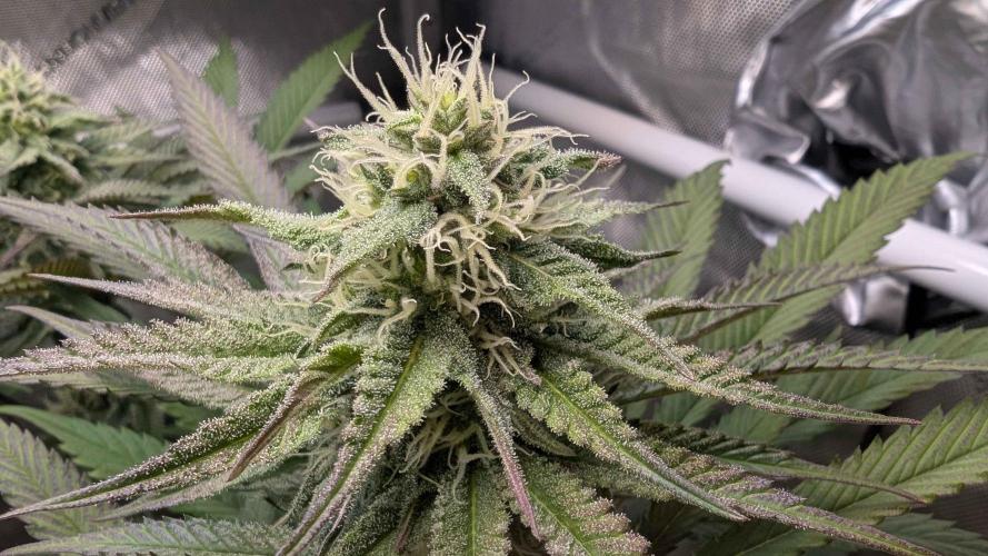 The old man and the ocean. Week 7