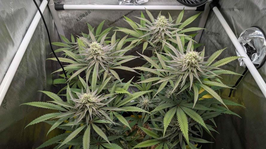 The old man and the ocean. Week 8