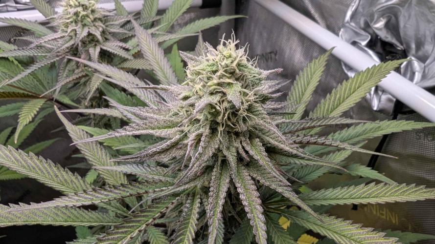 The old man and the ocean. Week 8