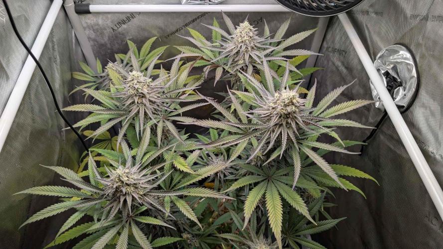 The old man and the ocean. Week 9