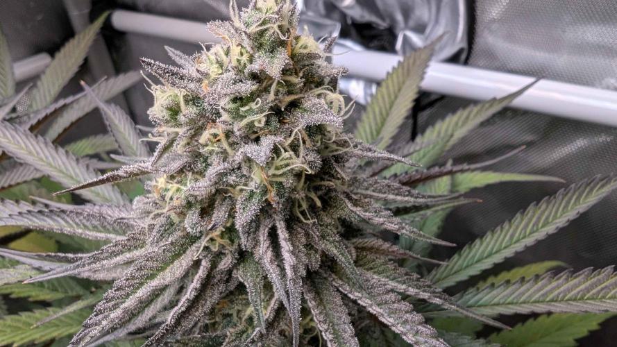 The old man and the ocean. Week 9