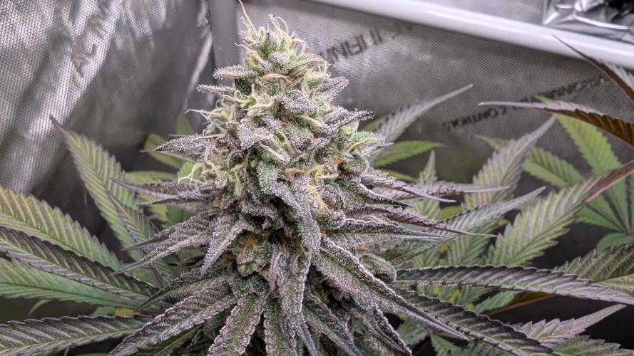 The old man and the ocean. Week 9