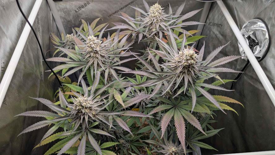 The old man and the ocean. Week 10