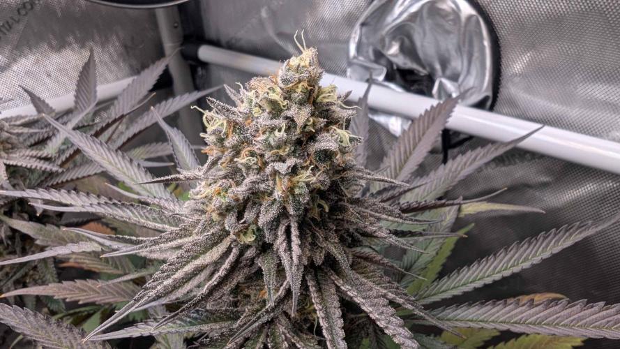 The old man and the ocean. Week 10