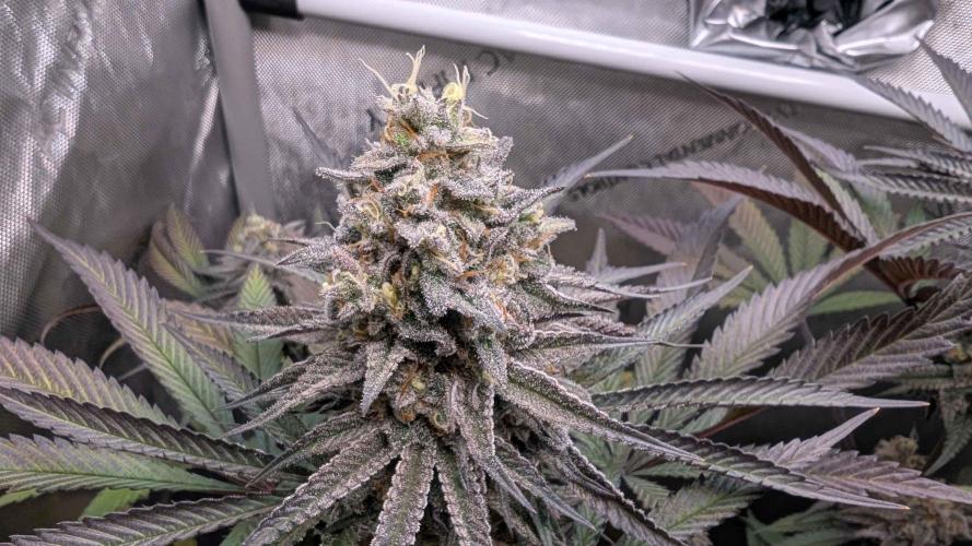 The old man and the ocean. Week 10