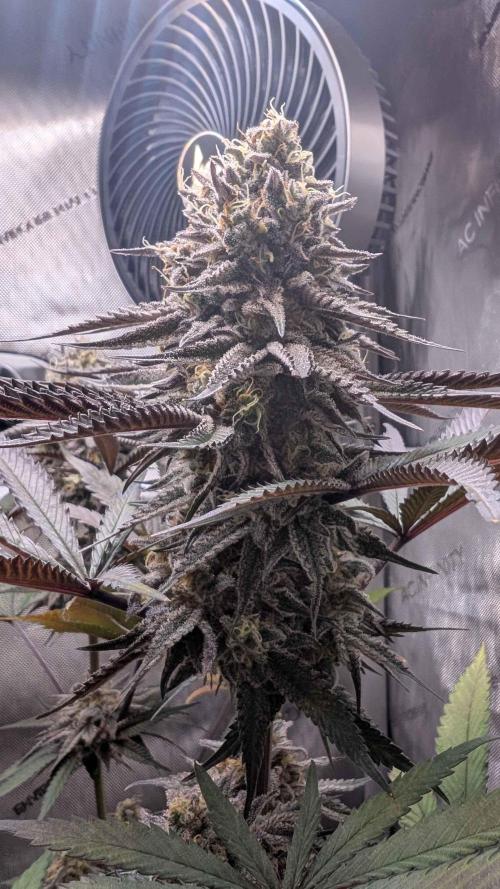 The old man and the ocean. Week 10