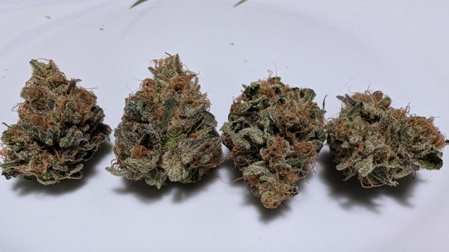 Bluzzi + Orange Limeade. Week 13 - Cured after 3+ months