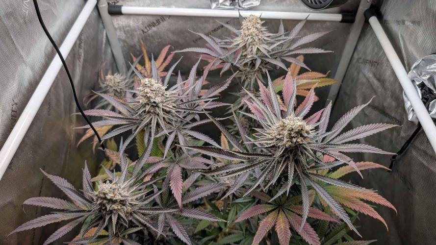 The old man and the ocean. Week 12