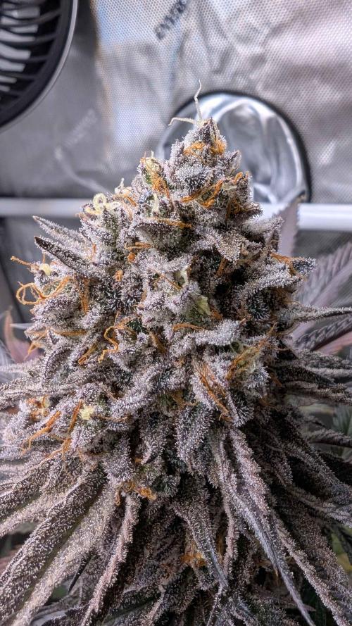 The old man and the ocean. Week 12