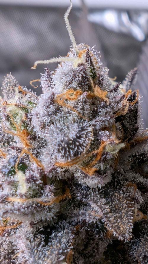 The old man and the ocean. Week 12