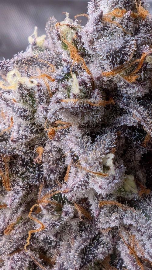 The old man and the ocean. Week 12