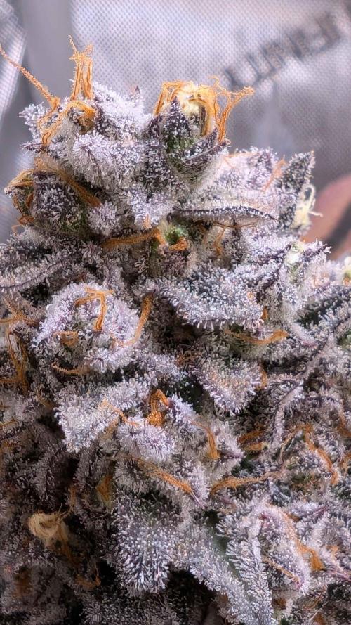 The old man and the ocean. Week 12