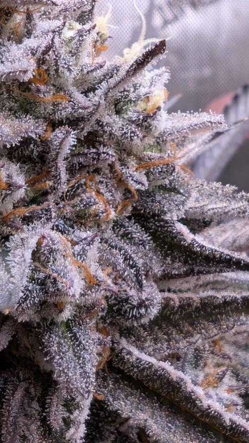 The old man and the ocean. Week 12