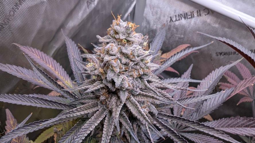 The old man and the ocean. Week 12