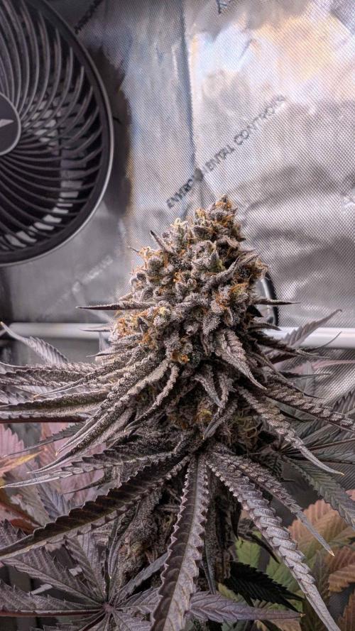 The old man and the ocean. Week 12