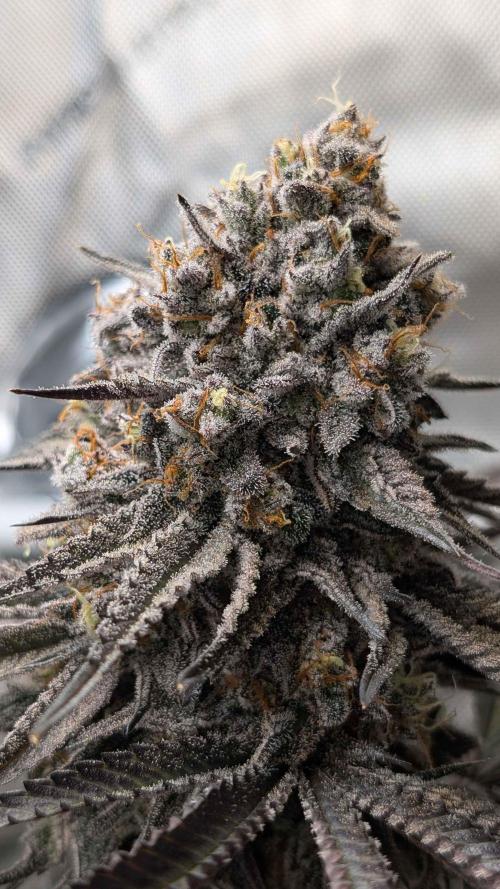 The old man and the ocean. Week 12