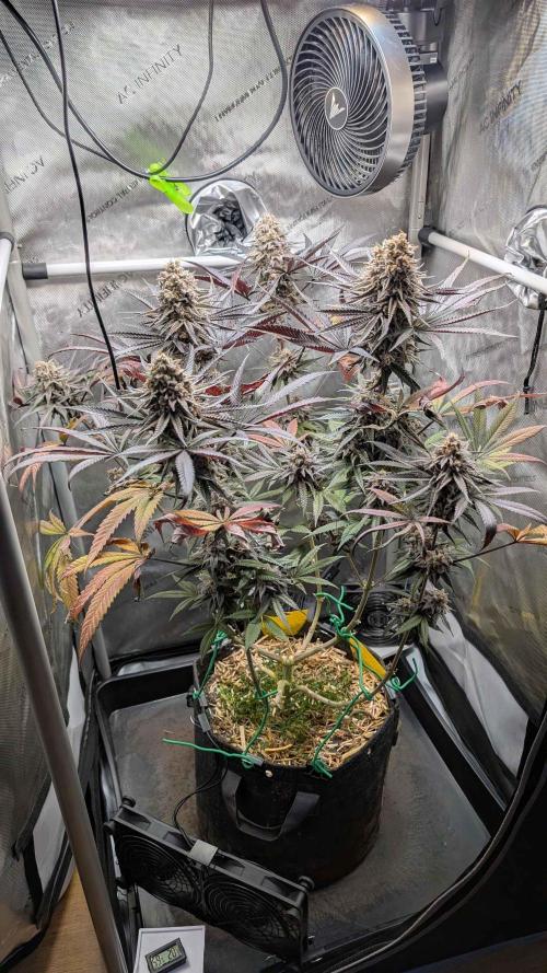 The old man and the ocean. Week 13