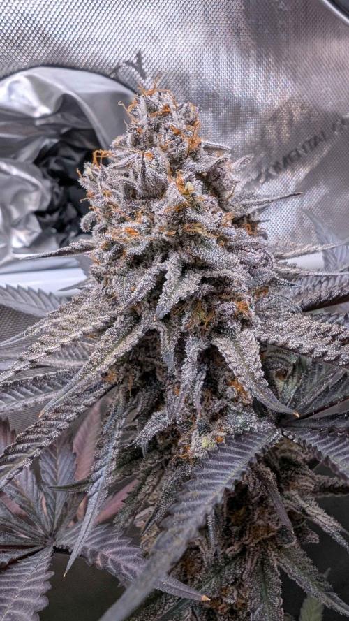 The old man and the ocean. Week 13