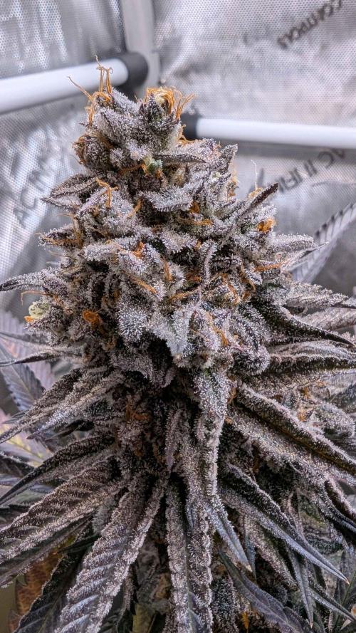 The old man and the ocean. Week 13