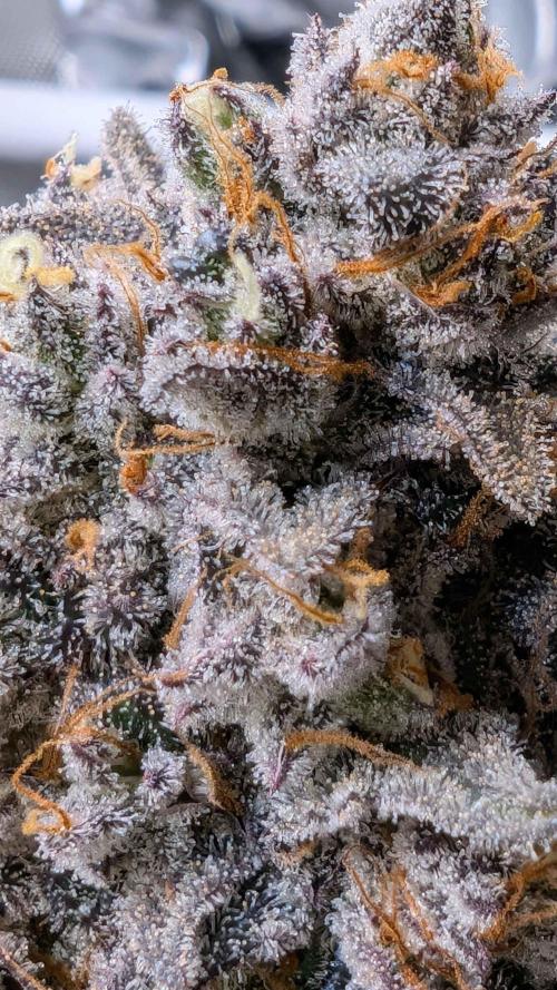 The old man and the ocean. Week 13