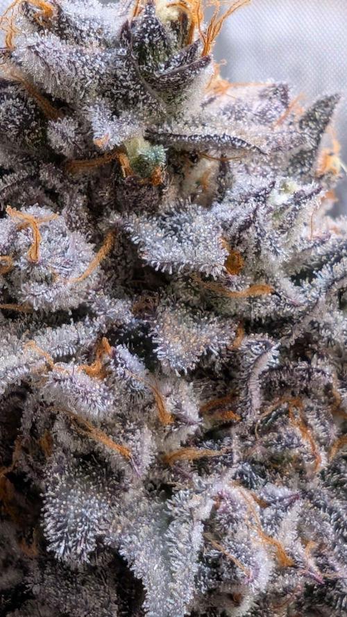 The old man and the ocean. Week 13