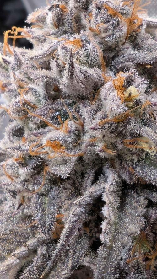 The old man and the ocean. Week 13