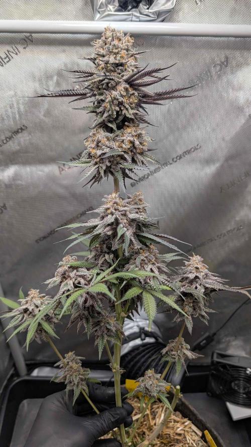 The old man and the ocean. Week 13