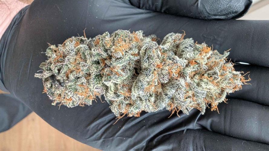 The old man and the ocean. Week 13