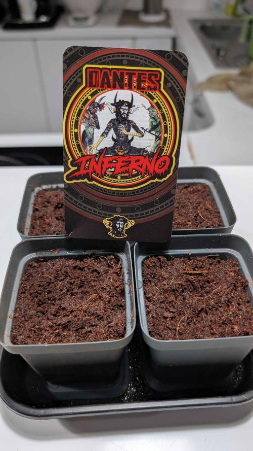 Inferno, Purgatorio & Madman. Week 0