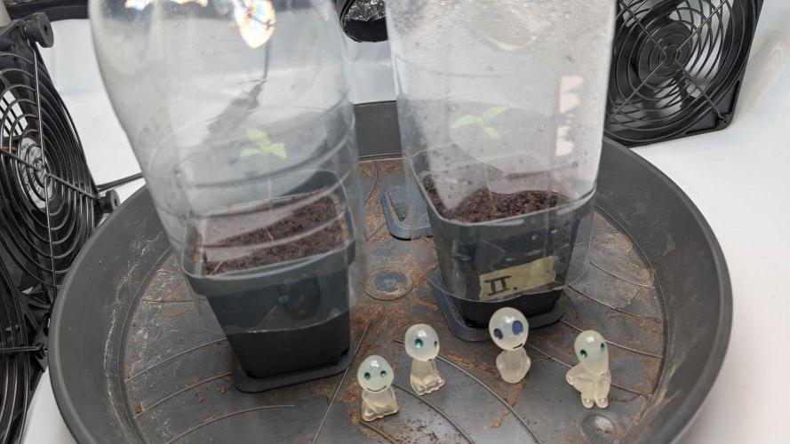 Inferno, Purgatorio & Madman. Week 0