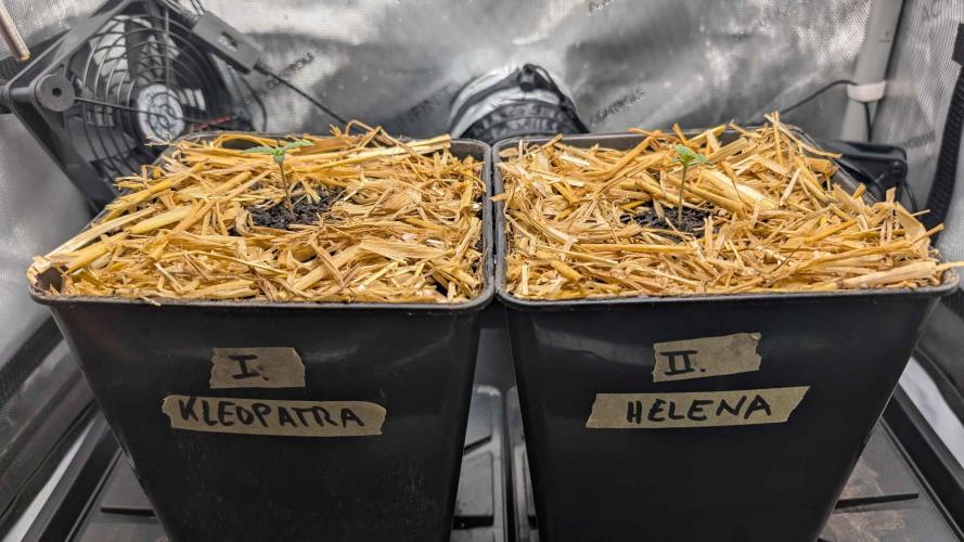 Inferno, Purgatorio & Madman. Week 0