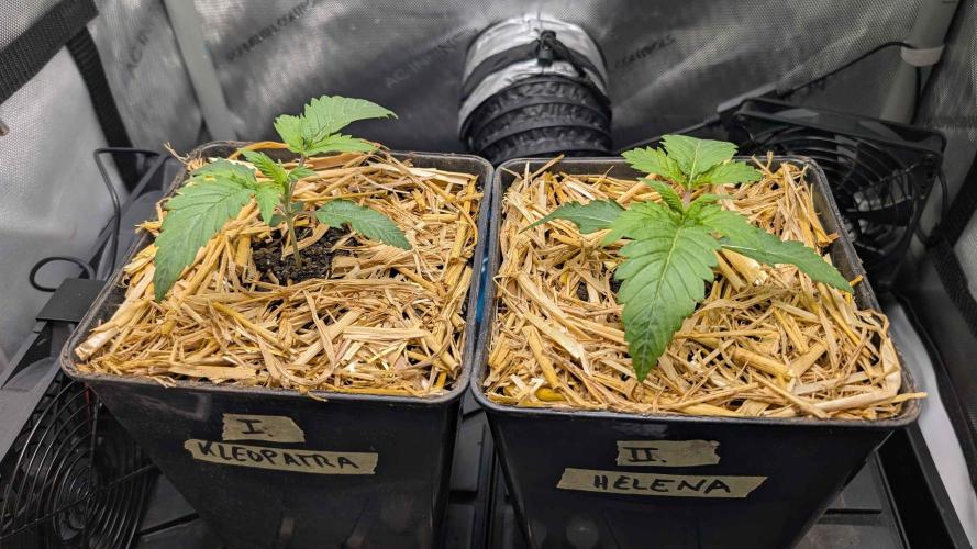 Inferno, Purgatorio & Madman. Week 1