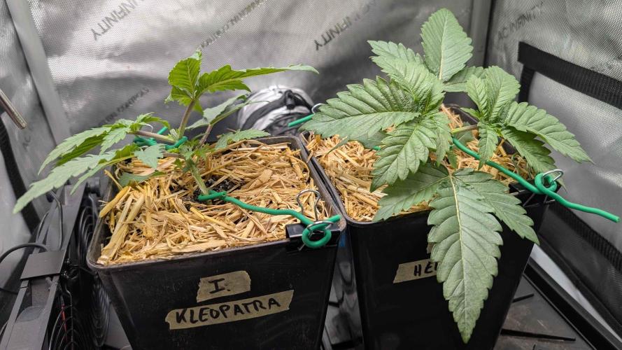 Inferno, Purgatorio & Madman. Week 1