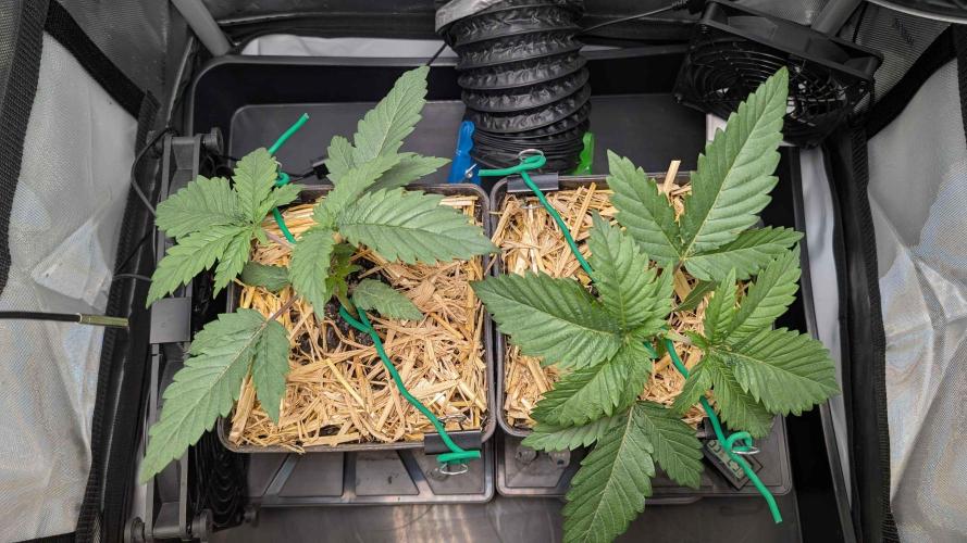 Inferno, Purgatorio & Madman. Week 1